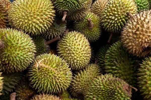 durian