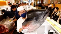 ikan tuna