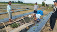 Petani Setiarejo Lamasi