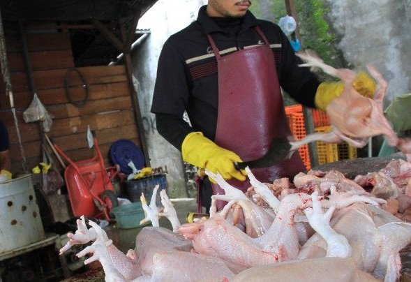 Rumah Potong Ayam