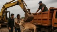sapi