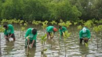 Aksi Mangrove Lestari KALLA Resmi Berstatus Kawasan Konservasi PINGGIR