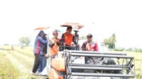 Syaharuddin Alrif Pimpin Panen di Bulo Pendapatan Petani Sidrap Melonjak hingga Rp62 Juta per Hektare