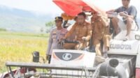 Syaharuddin Alrif Panen Bersama Petani Lise Perkuat Sidrap sebagai Penyangga Pangan Nasional