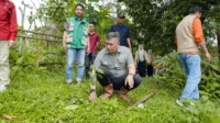 Wabup Barru Tinjau Lahan Kopi di Pujananting Dorong Hilirisasi dan Branding Kopi Daerah