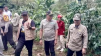 Wakil Bupati Barru Didampingi Kadis Pertanian Monitoring Pertanaman Bibit Kopi Bantuan APBN dan APBD Tahun 2025