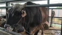 Bersama Pemkab Barru Karantina Sulsel Kawal Lalu Lintas Ternak dari Garongkong Jelang Iduladha