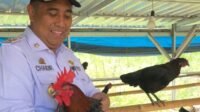 Dorong Ketahanan Pangan, Pemkab Maros Bersama Fapet Unhas Kembangkan Budidaya Ayam Alope di Tompobulu Dorong Ketahanan Pangan Pemkab Maros Bersama Fapet Unhas Kembangkan Budidaya Ayam Alope di Tompobulu